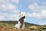 WESTIE 035
